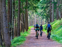 forest-4366094