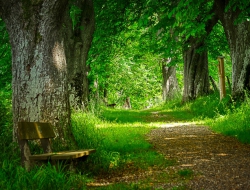 forest-path-4898501