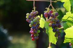grapes-1659118