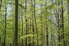 20190421_Wald