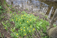 Fruehling-am-Bach