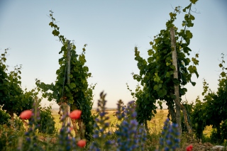 190628_Stahl_0018_low